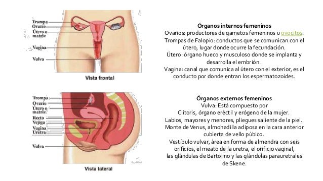 Full figured men Caracteres sexuale primarios en el hombre